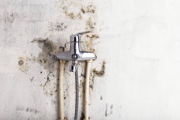 Mold Removal and Inspection in Uvalde, TX