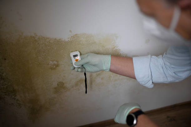 Best Toxic Mold Removal  in Uvalde, TX