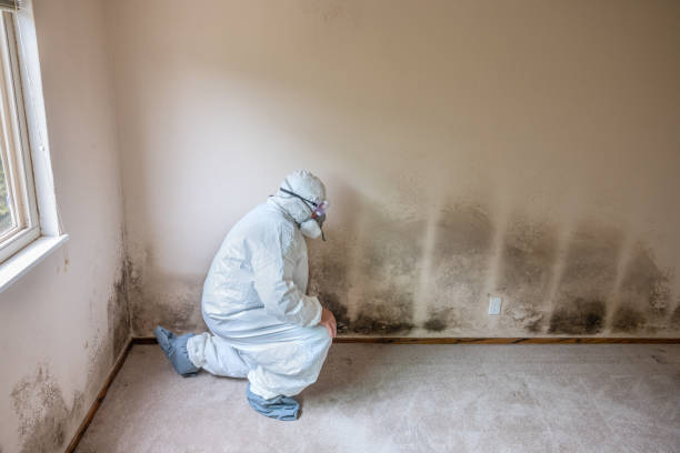 Best Fast Mold Removal  in Uvalde, TX