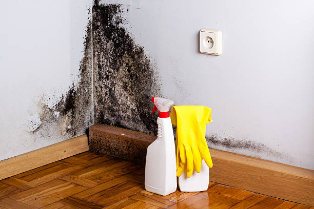 Best Emergency Mold Removal  in Uvalde, TX