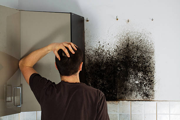 Best Office Mold Removal Services  in Uvalde, TX